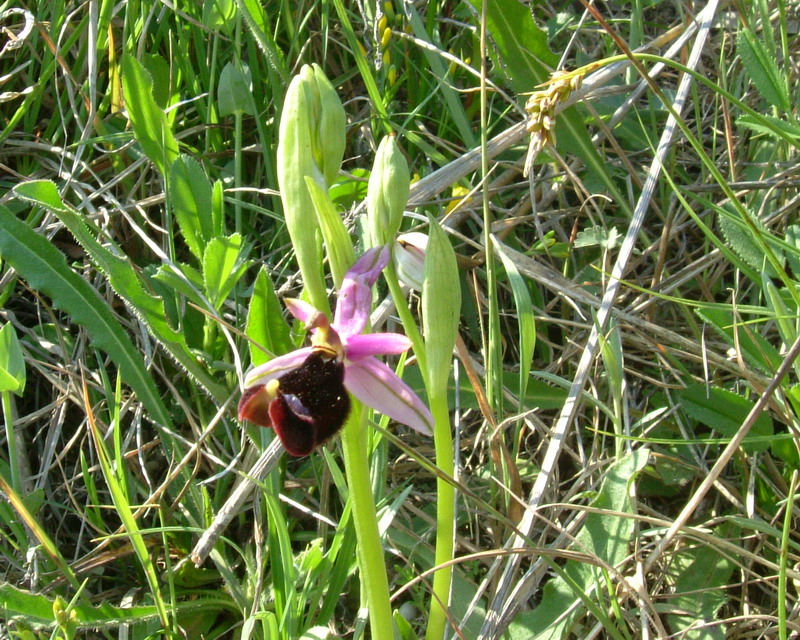 Ophrys bertolonii